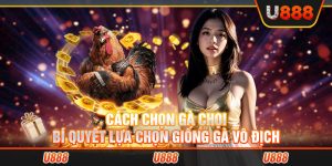 cách chọn gà chọi