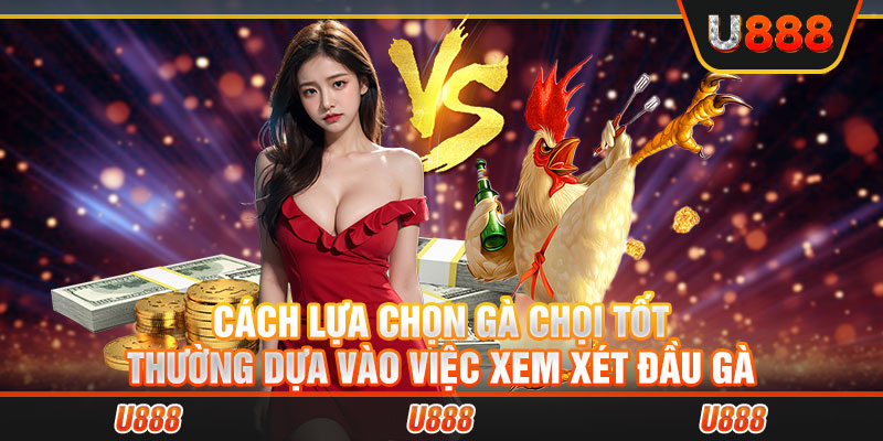 Cách lựa chọn gà chọi tốt thường dựa vào việc xem xét đầu gà