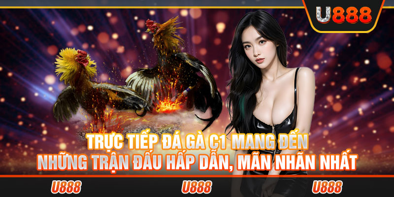 trực tiếp đá gà C1 mang đến những trận đấu hấp dẫn, mãn nhãn nhất